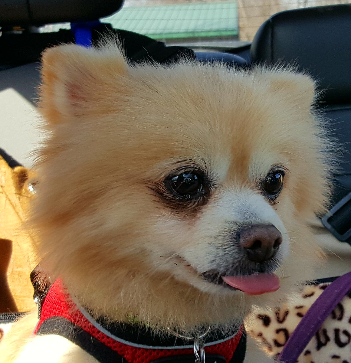 thepurplepom's tweet photo. See my Pinterest board for the cutest sresses, shirts, coats, harnesses, pajamas, and more! #purplepomeranian #dogthreads ❤️🐾🐕  #worldscutestdog
https://t.co/QQWLAhP966 https://t.co/Rg44a5q0mw