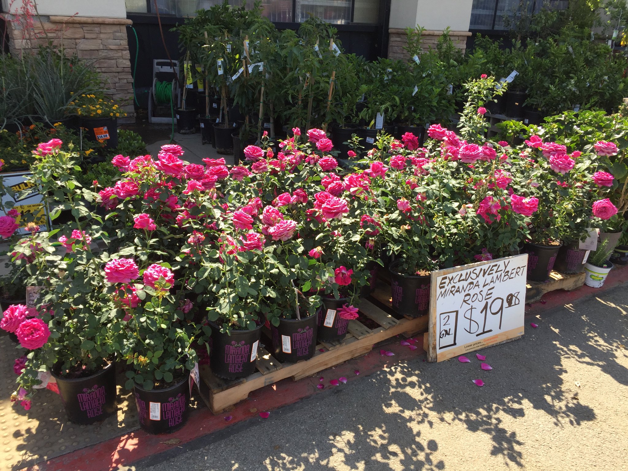 Brian Parker On Twitter Miranda Lambert Roses At The Home Depot Miranda Lambert Roses At The Home Depot