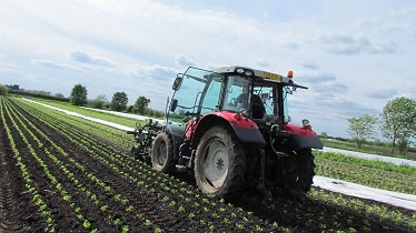 Organic_pam's tweet image. Dicken has been through the celery this evening with the #Garford #robocrop weeder. Dare I say they could do with a bit of water now?! @garfordrobocrop