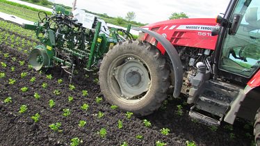 Organic_pam's tweet image. Dicken has been through the celery this evening with the #Garford #robocrop weeder. Dare I say they could do with a bit of water now?! @garfordrobocrop