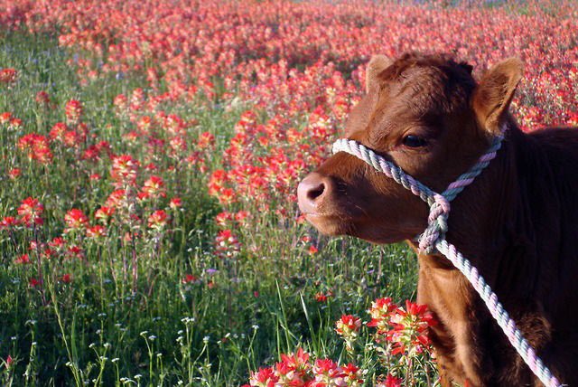 fxx1y's tweet image. little angel cow baby in a field of red flowers