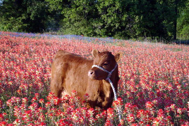 fxx1y's tweet image. little angel cow baby in a field of red flowers