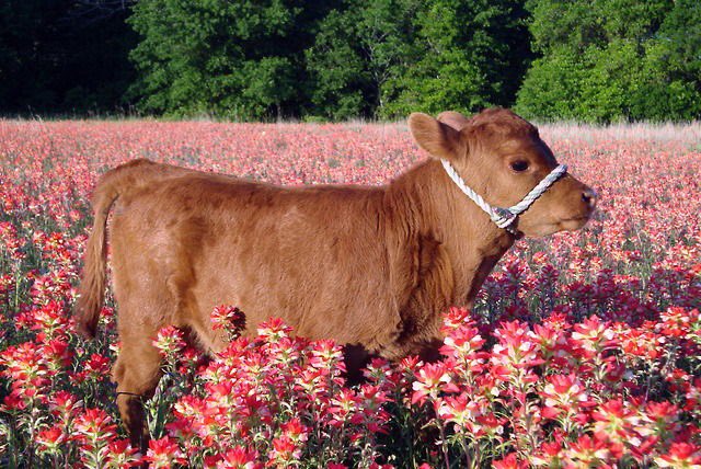 fxx1y's tweet image. little angel cow baby in a field of red flowers
