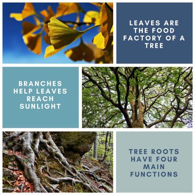 CherokeeTrees's tweet photo. https://t.co/yyUTiHjRwN check out our newest blog. All about tree anatomy! #trees #treecare #417 #springfieldmo https://t.co/1bMhJz0IjA