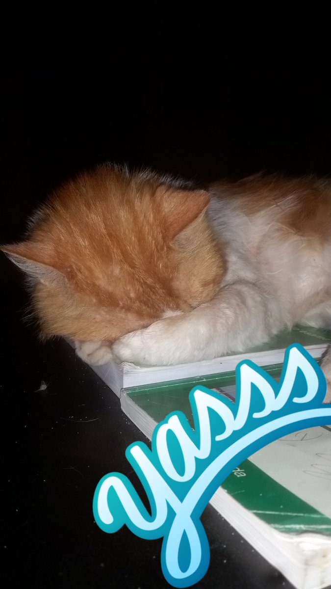 Barsanofiyo's tweet photo. #Yass a real #Boss ❤❤❤ #GodApollo #yasss #iloveyou #catlovers #redcats #lovercat #animals #god #LoveAnimals #love #lovelife #beautiful #beauty #king #KingIsHere #sleeping #books https://t.co/Iic0odsYJi