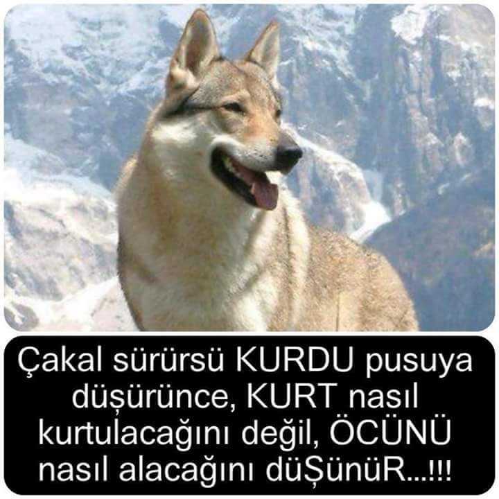 EnsarMUTLU1's tweet photo. #devamisandikta https://t.co/6XcuXeIt5V