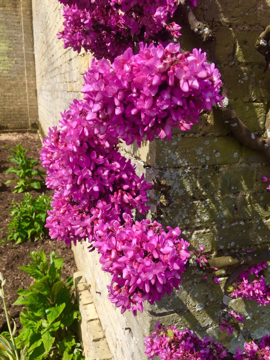 An unusual trained wall shrub Cercis siliquastrum, commonly known as the Judas tree @EH_WrestPark has 3 magnificent plants. Not in full flower yet but looking great. Has anybody seen a better specimen ? #WallTrainedPlants #JudasTree #WorthAVisit