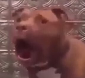 cattable's tweet photo. Tfw your owner says they ran out of babies to feed you.... https://t.co/AKxqH37yG4