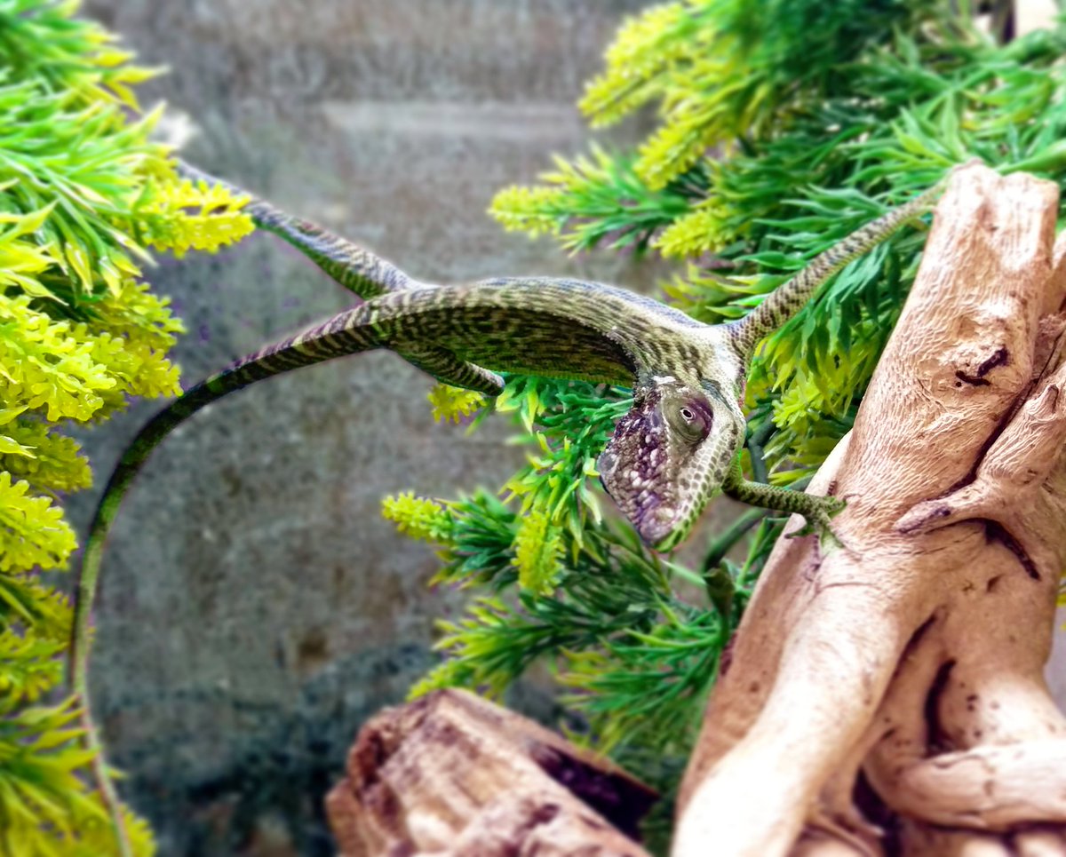 The House of Scales (House_of_Scales) Twitter