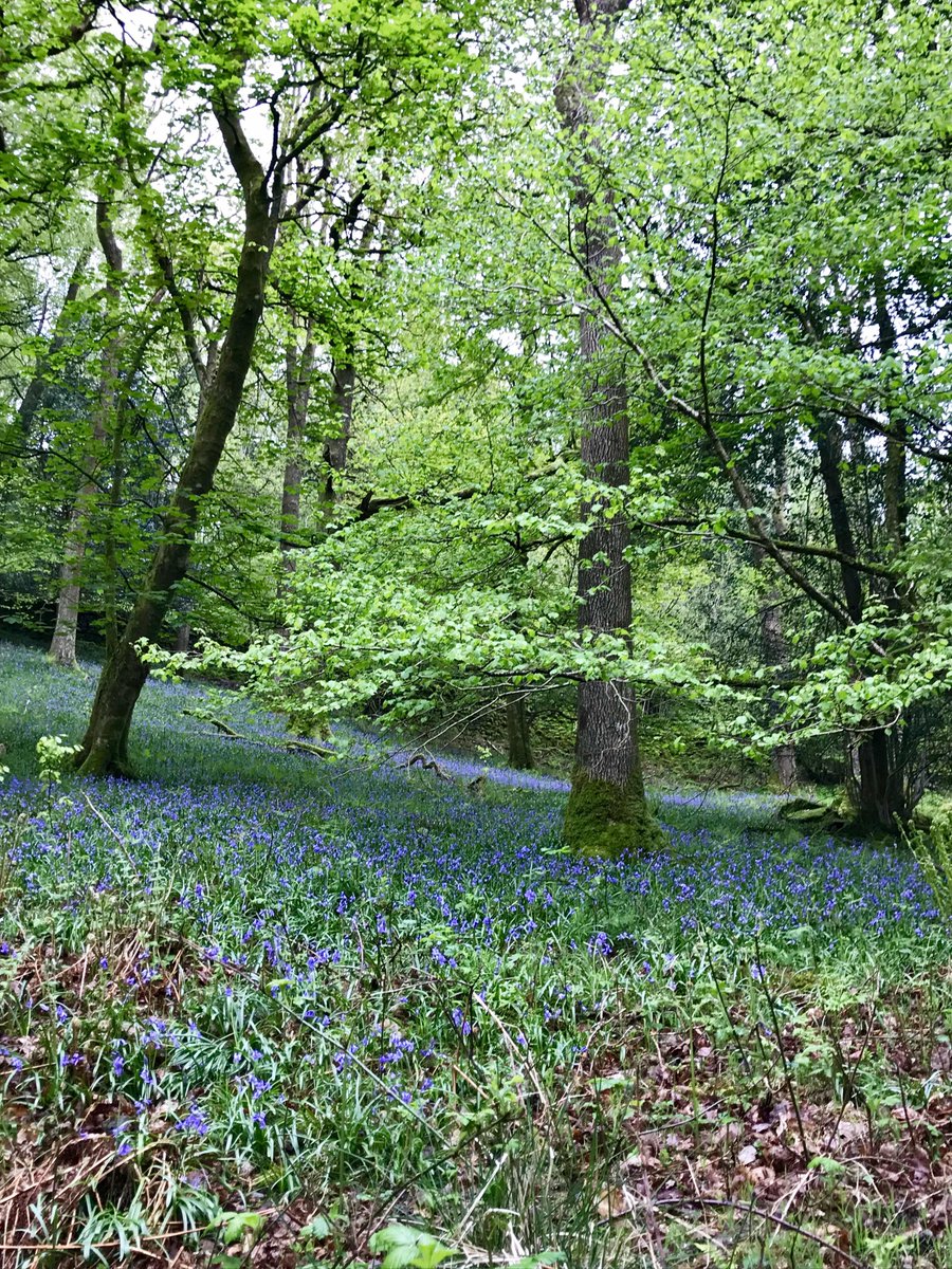 We love #MayWeddings. Just look at the spectacular #bluebells in our own #rydal woodland here at Cote How. Picture Perfect! 
#ElopementWeddings #IntimateWeddings #LakeDistrictWeddings #SpringWeddings @woolismybread @CumbriaWeather