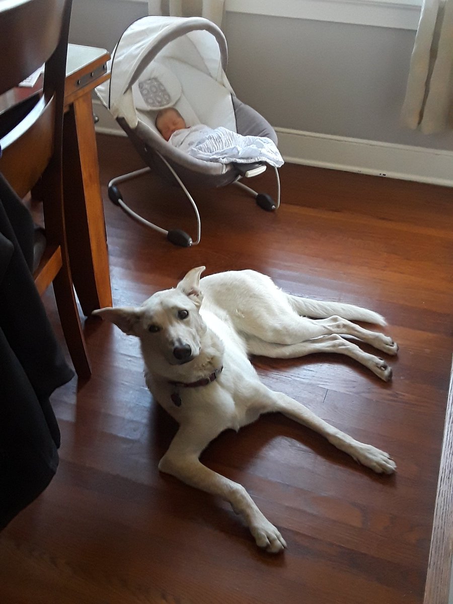 SeanCrtt's tweet photo. Nala is taking her big sister role very seriously. #AidenMichael https://t.co/L55GN9zI18