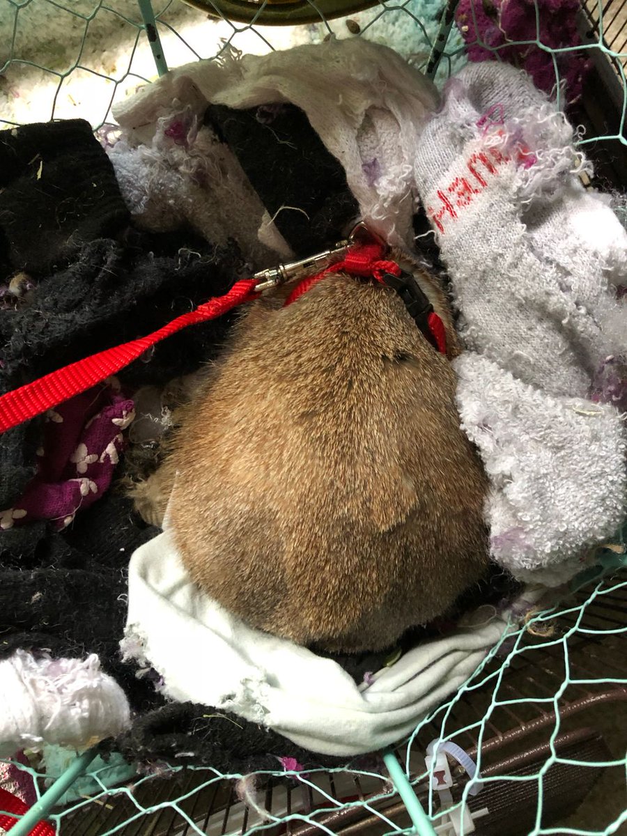 tvalwx's tweet photo. Herbie was not into going for a walk today #HerbieThePrairieDog #NoWalkForMe
(Herbie is kept with an OR Prohibited Species Permit) https://t.co/TSW23VRJ6b