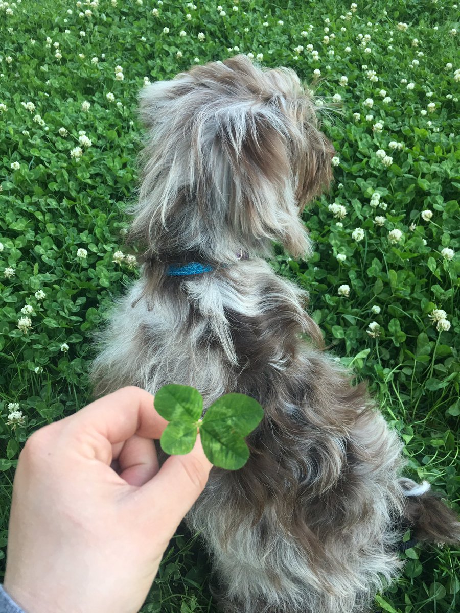 CloverDoodledoo's tweet photo. Mom's lucky Clover in a patch of clovers! Look what I found mom... now you have two lucky clover's 🍀#clover #🍀 #poodle #aussiedoodle #australianshepherd #bayareadogs #dogsfordubs #cloverpatch #luckydog #luckypup #lucky #puppy #puppylove #dogsofttwitter https://t.co/4gSrFwSHmg