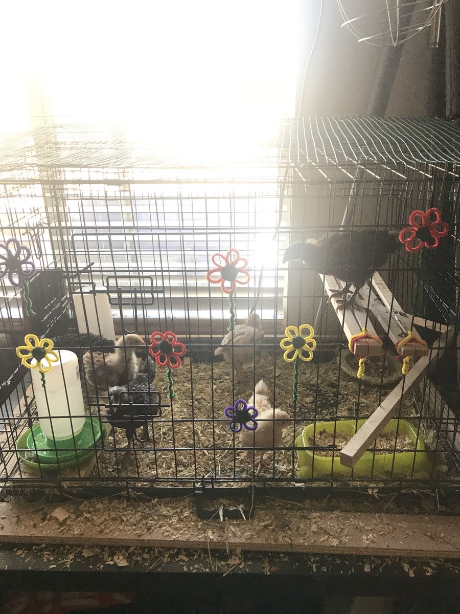 stayingpositiv1's tweet photo. I made flowers for the chicks’ cage 😆 #granjadeknaus #bringthefarmindoors #mosaic #fuggle #nugget #aurora #citra #simcoe #ipasnob #ipaforever https://t.co/jC4jru5Zfm