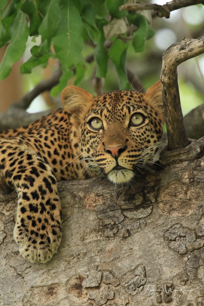 Just look at those eyes 😍
#leopard #ikukasafaricamp #ruaha #tanzania #luxurytravel #wanderlust #chooseyouradventure #discoveryourworld #wander #Explore  #LiveAuthentic #exploremore #adventure #safari #safaridestination #honeymoondestination 
📸: @fionamackayphotography