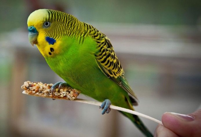 "Fetöcü", ""Hain" ve "Terörist" Dahil 14 Kelimeyi Seri Bir Şekilde Tekrarlayabilen Sevimli Muhabbet Kuşu Boncuk, AK Parti İletişim Sorumluluğuna Atandı... zaytung.com/haberdetay.asp…