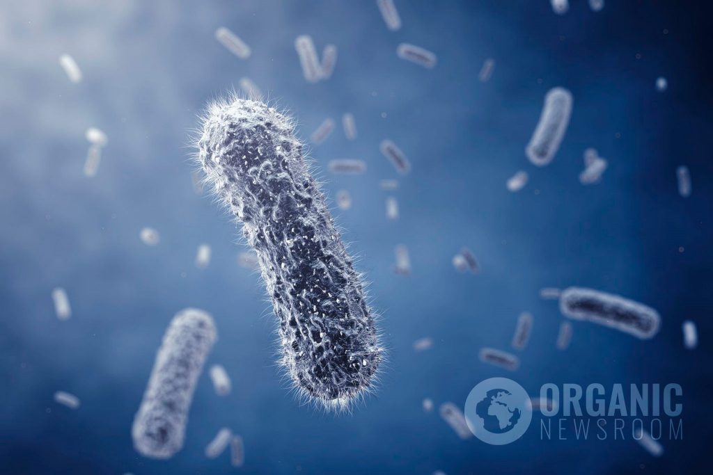 Research shows 1.5g Walnuts per day can help lower bad cholesterol &amp; improve gut bacteria ► bit.ly/2K5Ltya