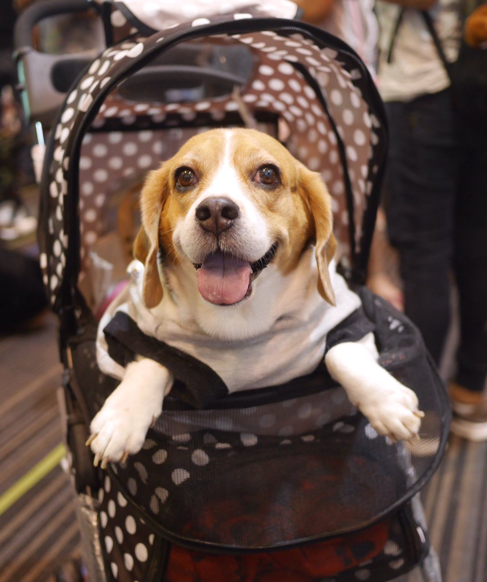 Life is better with a beagle! Everyone needs a furry companion with silky ears, a sassy arooo, and loving eyes. 🐶❤️ #beaglefacts 

📷 <a href="/CurfewBeagle/">𝘼𝙣𝙜𝙚𝙡 𝘾𝙪𝙧𝙛𝙚𝙬®️</a> / Twitter