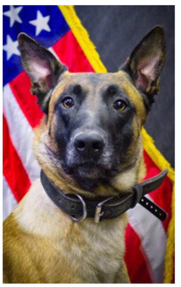 K9Filou's tweet photo. My Dept Photo @Orion45760714 @LivePDK9 @L_Pysz @girlloveswvu https://t.co/cgj4YdK9nf