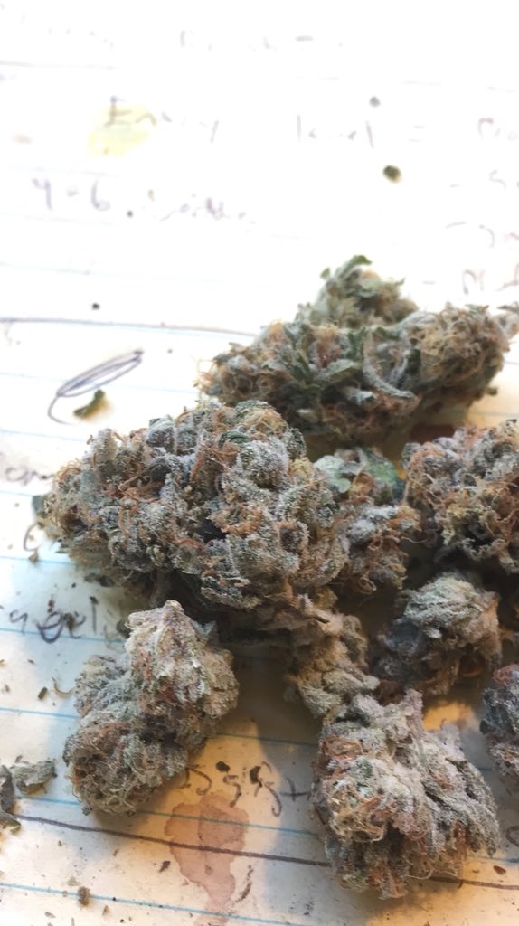 JTblaze420's tweet photo. Blazing that Purple Urkle today! Did I do that??? 🔥🔥🔥🤓 #treematters #nerdherb #blaze420 https://t.co/LD2BjaGRkO
