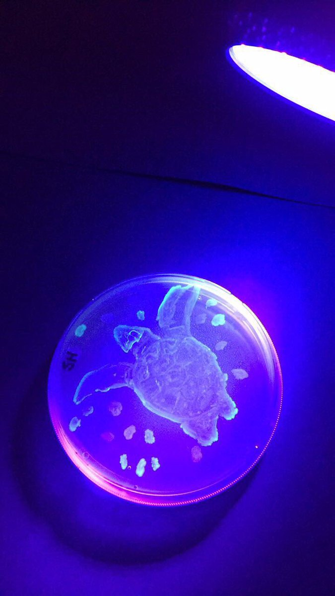 MrsGeorgeOJR's tweet photo. The genetics class subcloned GFP and chromogenic proteins then made genetically engineered bacterial art! #OJRscience https://t.co/ZaGqa7OQnV