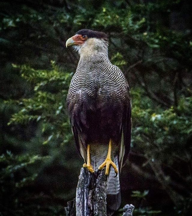 AChilepoh's tweet photo. 📸 @caminantes_chile - En el día mundial de las aves, un traro en el Valle de Cochamó #Chile 🇨🇱
.
.
#traro #diamundialdelasaves #pajaros
#valledecochamo #cochamovalley #aveschilenas #patagonianorte Descubre y Conoce @achilepoh@achilepoh https://t.co/0xj6vLePLs