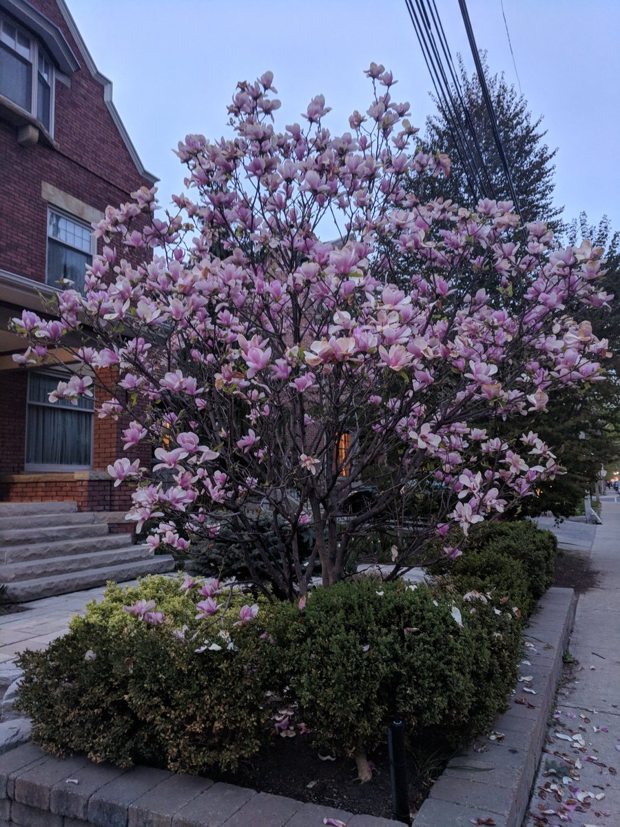 A small tree with big pink and white flowers