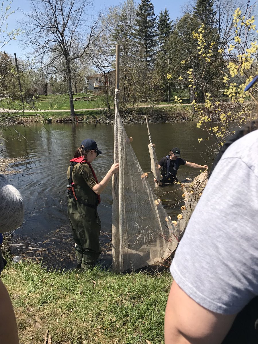 ms_edmonstone's tweet photo. @KawarthaConserv led a wonderful workshop for us today on seine netting, fish i.d. & aquatic insects. i heard βms. e, that was the best day ever! i love fishing!β caught a bluegill, a pumpkinseed & a brown bullhead. #wwdipalsc @IEWeldonSS #TLBSBlearns #programenhancement https://t.co/S1o5slIPm5