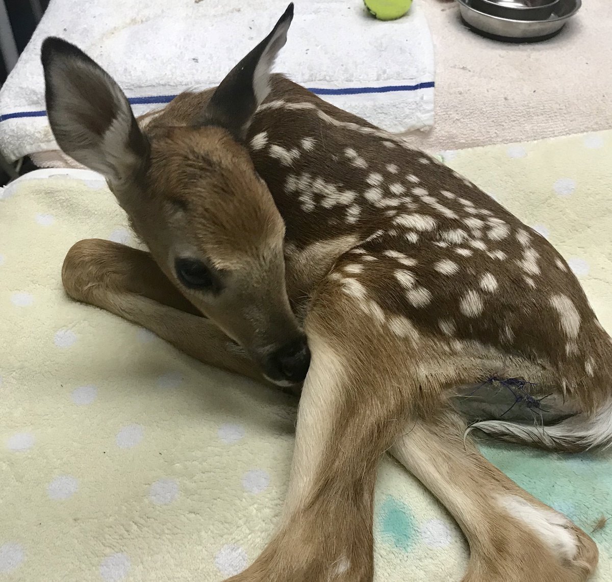 Fawn season is here! Please@mind your dogs. This little one was brought home by a dog and sustained some lacerations. He arrived here after a unsuccessful attempt to reunite the Fawn with its mother. #deer #wildliferehab #wildlifeorphans