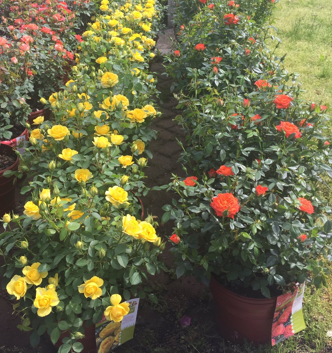 Gorgeous Patio Sunblaze Roses from Ivy Acres. Great gift for Mom!  Stop and smell our beautiful roses! Flower Power 🌹🌷🌹🌷🌹🌷🌷🌹<a href="/nyyroro/">Ro Rodriguez</a> <a href="/wilkie_cindy/">Cindy Wilkie</a> <a href="/tmccarthy095/">Tim McCarthy</a> <a href="/CollazoH/">Rosendo H. Collazo</a> <a href="/CoreyLiliston/">Corey Lilliston</a> @thdsaltarelli <a href="/StanleyLabady/">Stanley Labady</a> <a href="/daryl_hagen/">Daryl Hagen</a> <a href="/D_Liberato1/">Debbie Liberato</a> @Orangelife_99 <a href="/dor7ioan/">Dorel_HD_dist57</a>