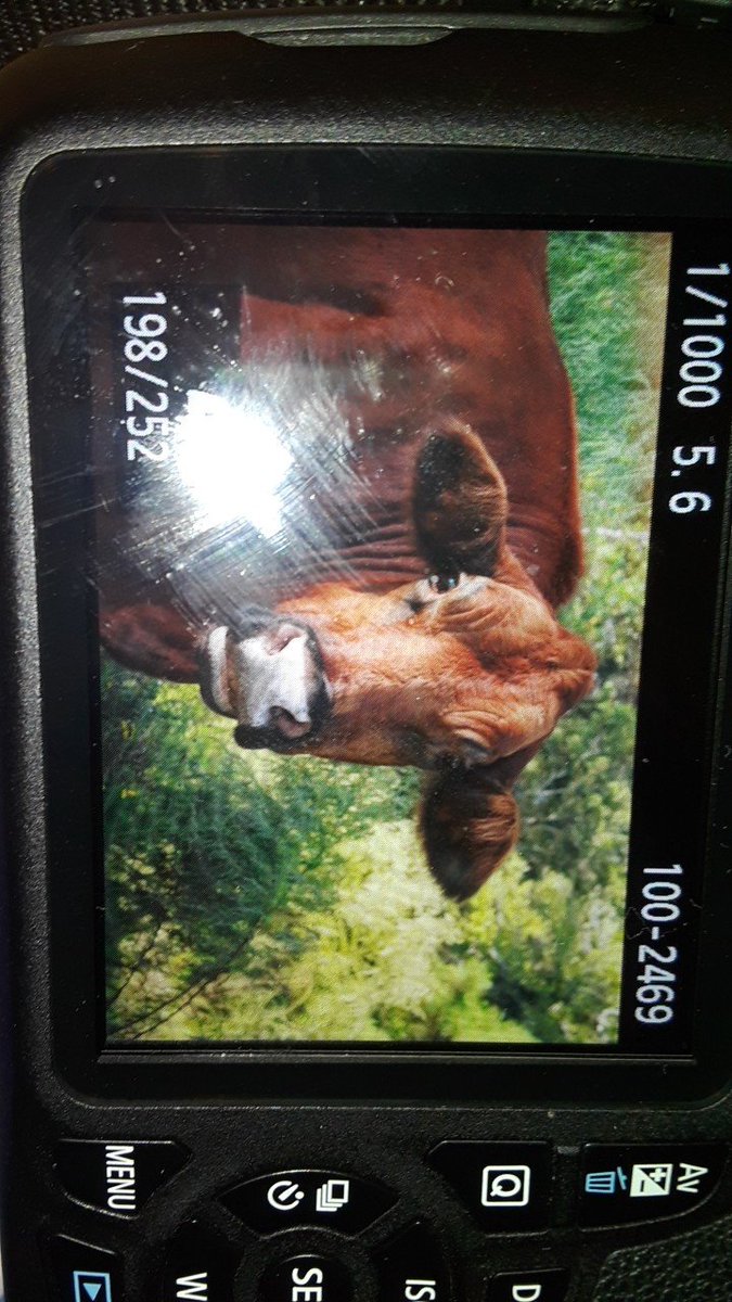 LaaLaaProducti1's tweet photo. Feel like showing off a little lol. My cow I was so impressed and it was my only original copy I'm mad I sold it🤦🏽‍♂️ https://t.co/HTnFRmydBA