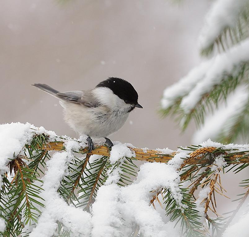 janethuvaj's tweet image. &amp;lt;3 Sırasıyla dağ baştankarası, büyük baştankara ve mavi baştankara &amp;lt;3