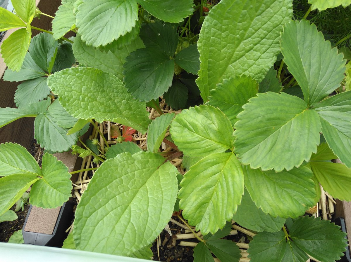 ゆず れおんとお庭 いちご植えてる株間に コンパニオンプランツ の ボリジ植えてたんだけど 大きくならなくてすっかり忘れてた もしやこの葉っぱのあなたは ボリジさん 家庭菜園 ポタジェ いちご イチゴ ボリジ ルリジサ