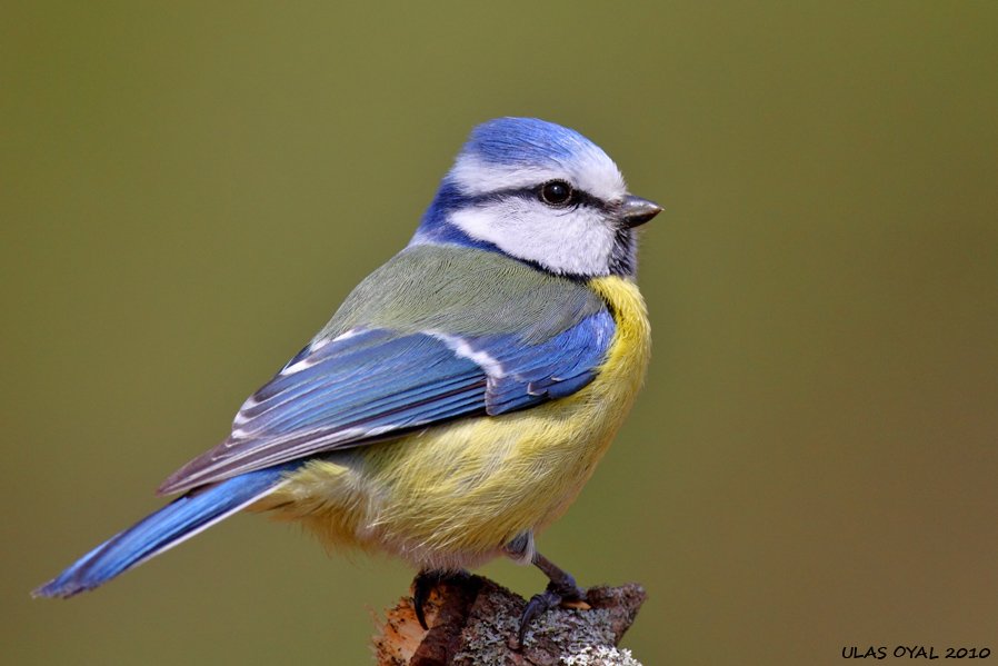 janethuvaj's tweet image. &amp;lt;3 Sırasıyla dağ baştankarası, büyük baştankara ve mavi baştankara &amp;lt;3