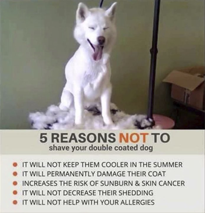 Will Shaving A Dog Help With Allergies
