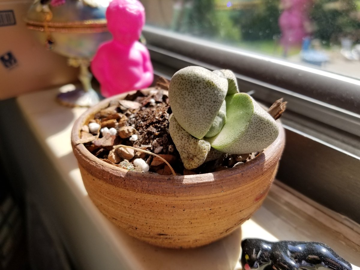 DokiDokiDany's tweet photo. MY WEIRD PLANT SUDDENLY OPENED UP AND SPROUTED A NEW STUB??? SO PROUD OF THIS BABY https://t.co/dUMvewdAh7