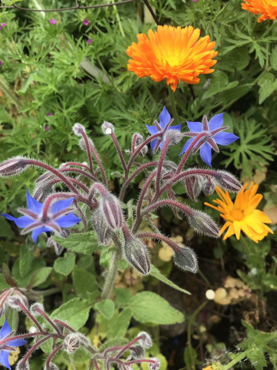 KirstenHimes's tweet image. Just some more beauts. #walkbreak #pdxspring