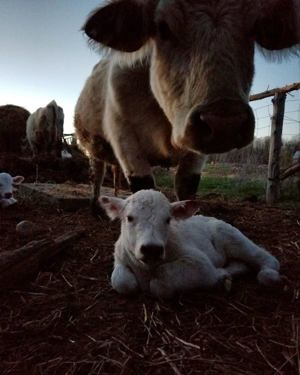 #calving2018 has come to an end! 
#ontariobeef #canadiancharolais
#beeffarmersofontario