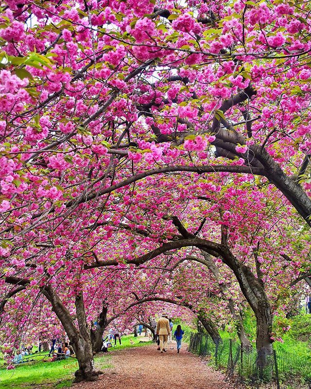 RT<a href="/gigi_nyc/">Gigi A</a> I want to do with you what spring does with the cherry trees. #Hotelbelleclaire