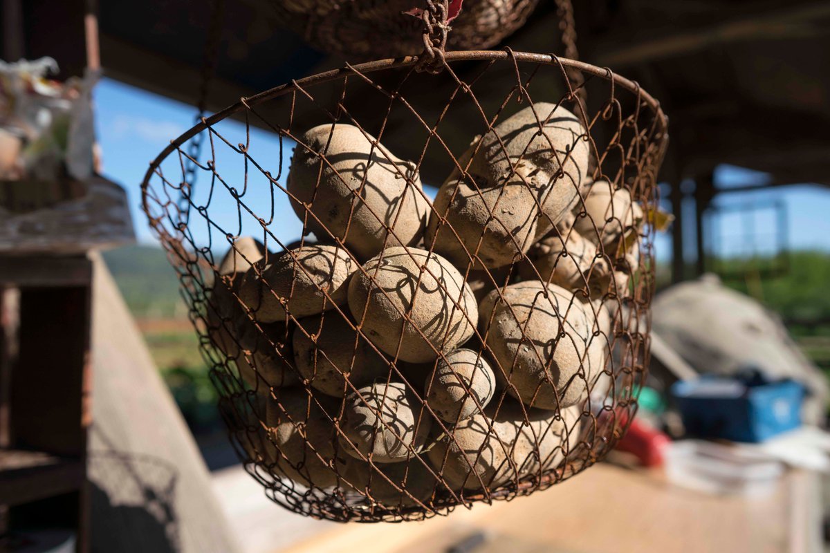These potatoes are from last year's harvest. We've been enjoying them throughout the winter thanks to our root cellar where we store the food we grow like garlic, carrots, pumpkins, and of course potatoes, all electricity free. #organicpotatoes #rootcellar #moonvalleyorganics