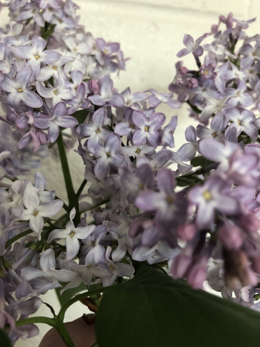 Maddy Fields ( maddy_fields) Twitter