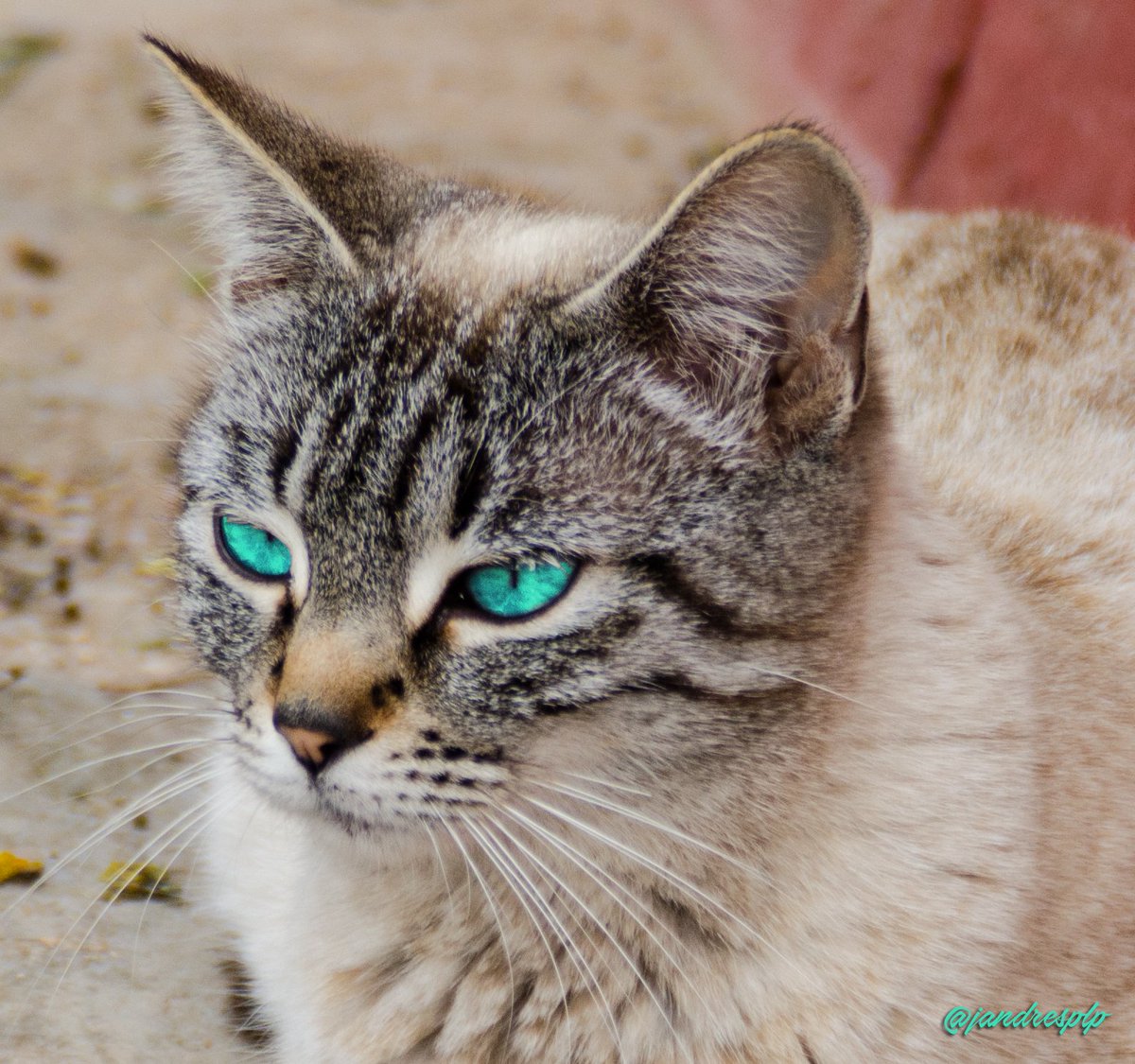 jandresplp's tweet image. En Facebook, en Twitter, en Instagram veo #Wikos 🤔.
¿Será que el destino nos quiere unir @WikoES? 😊 
Esperaremos al #WikoView2Pro 📷🙏