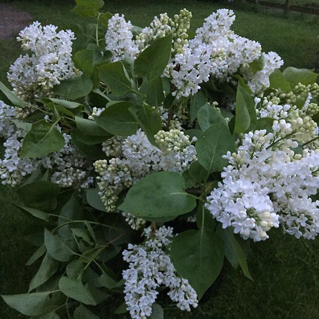 A bucket full of lilac ready for delivery tomorrow is smelling gorgeous and much better than any car freshener I know. It doesn't flower for long but is a fabulous spring shrub. #britishflowers #yorkshiregrown #scentedflowers #whitelilac #flowersforflori… ift.tt/2wunE1a