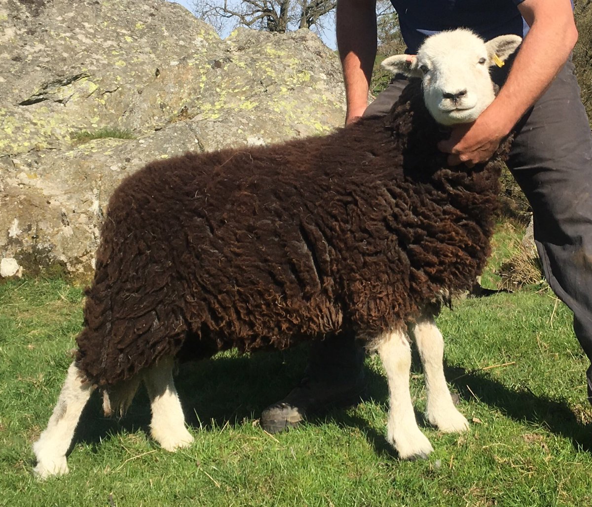 James Rebanks tweet media