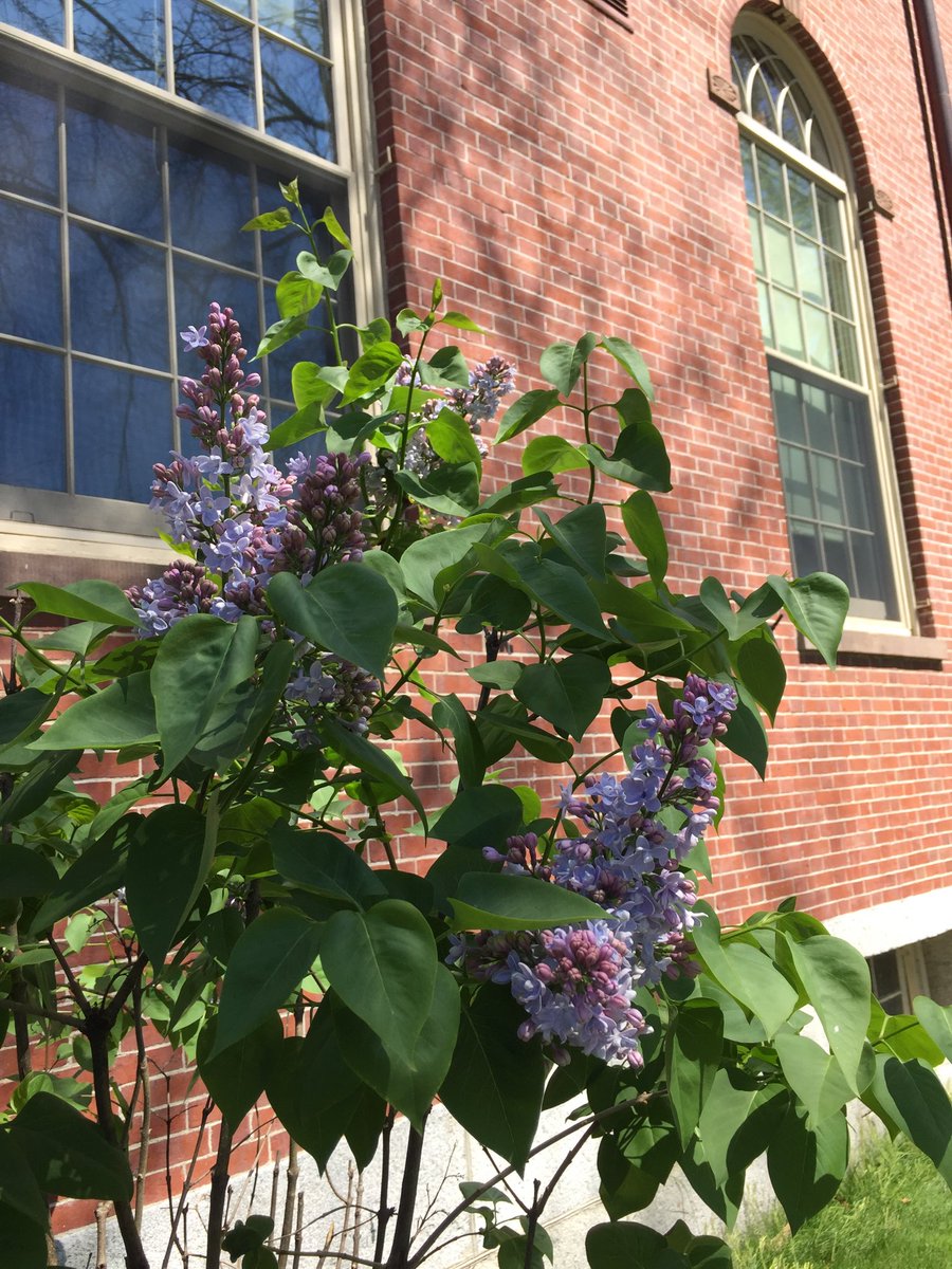 c_a_marshall's tweet image. Lilac outside Pearson calls us! @phillipsacademy. #getoutside #andoverforlife #PAGivingDay
