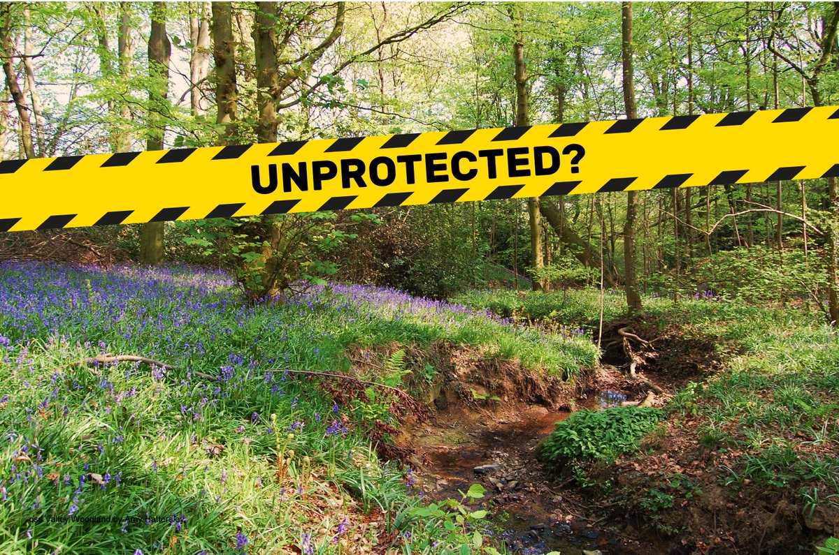 WildlifeTrusts's tweet image. 42,000 Local Wildlife Sites in England (an area of wildlife-rich land the size of Devon) could lose policy protection in new draft planning rules. Please ask the government to change their proposals (consultation closes tomorrow): wtru.st/saveLWS #UnprotectedSites