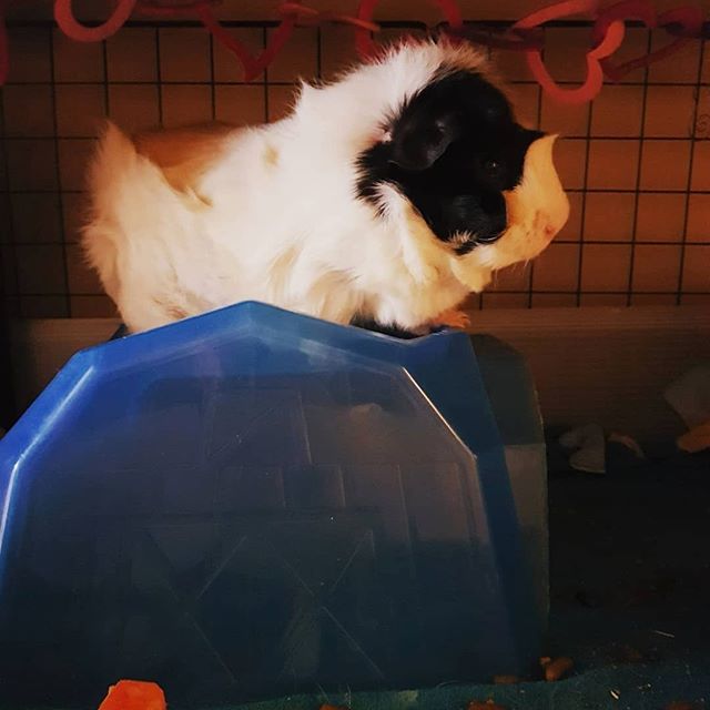 guinea_pig_fun's tweet photo. https://t.co/YWSvLqHA6V