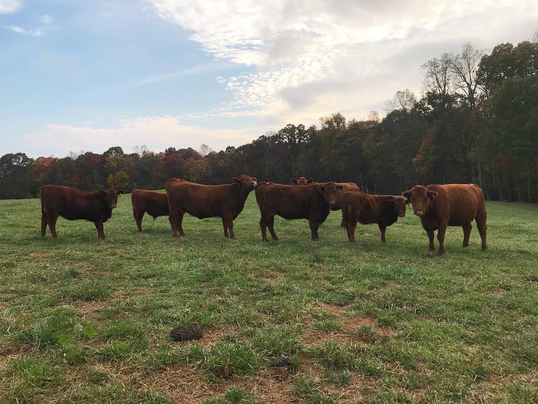 ESTROTECT's tweet image. They're seeing @ESTROTECT pink on these ladies at Mill Creek Cattle Company in North Carolina! 🐮