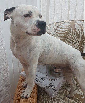 Lost/Found Northants tweet media