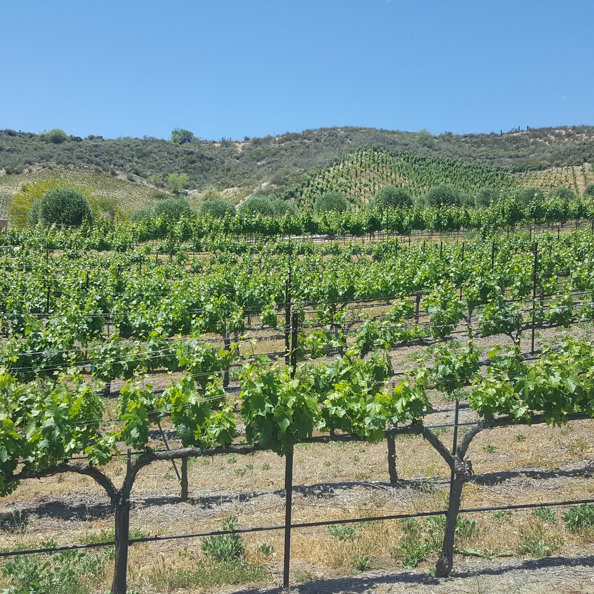 Brown Bear Organics tweet media